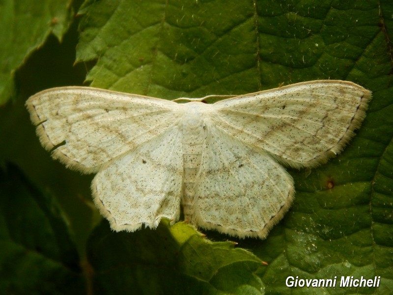 Geometridae 1 da id - Scopula (Scopula) nigropunctata